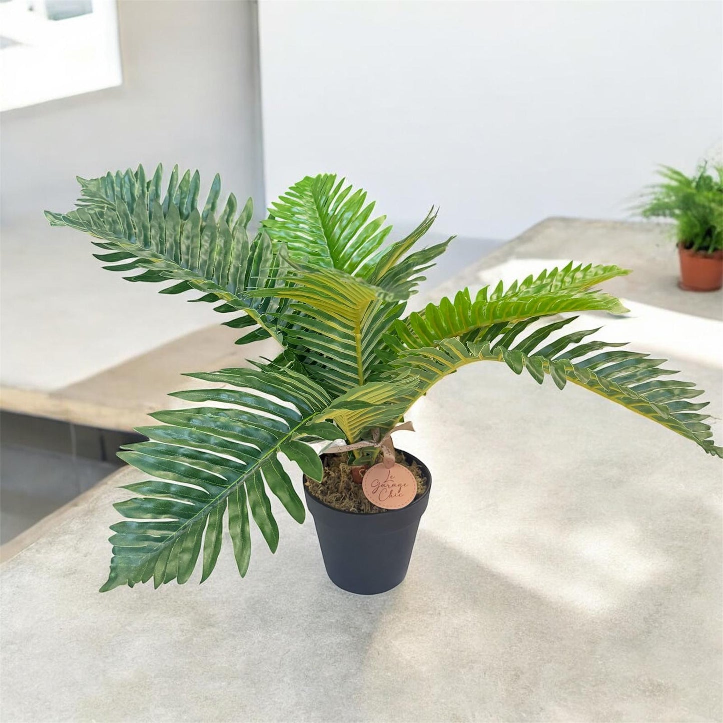 Potted plant on a white surface with a blurred background