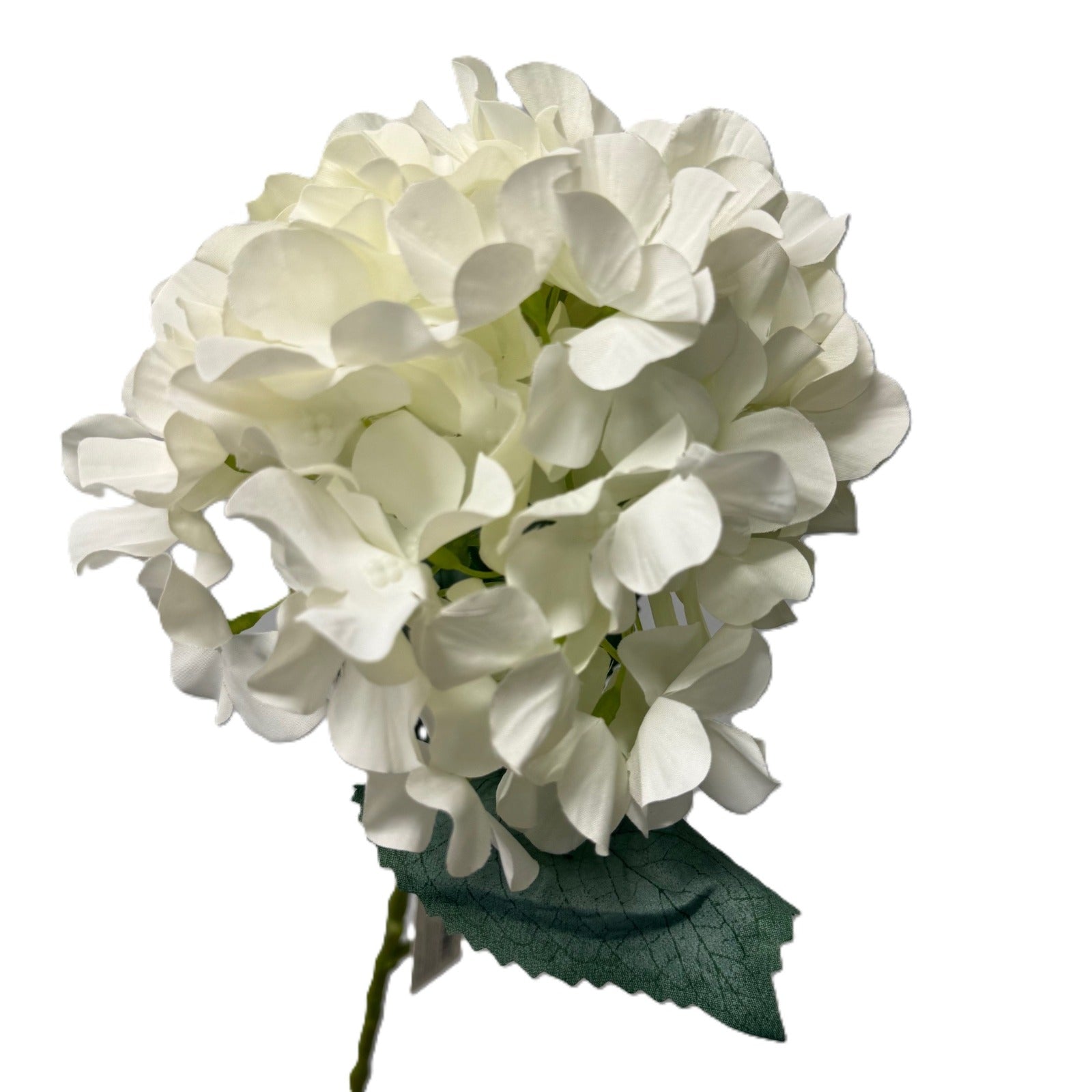 White hydrangea flower on a white background