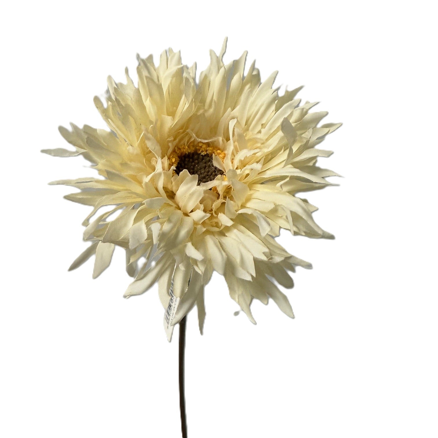 Cream-colored flower on a white background